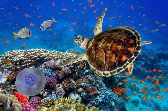 Discover Scuba Diving in Hurghada